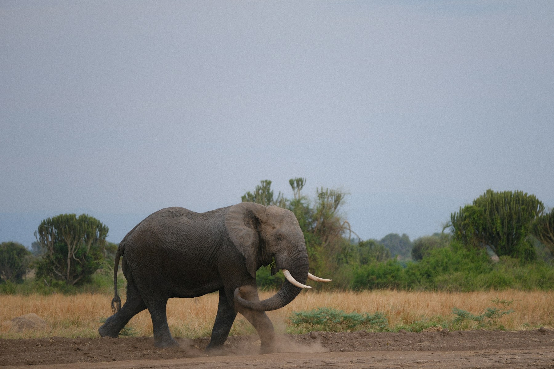 Wildlife on an East African safari plain